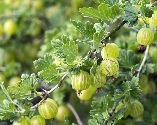 Ribes uva-crispa 'Hinnonmaki Grun' op stam
