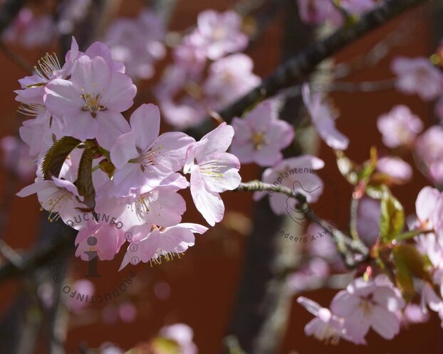 Prunus subhirtella 'Autumnalis Rosea' - 180 cm stam