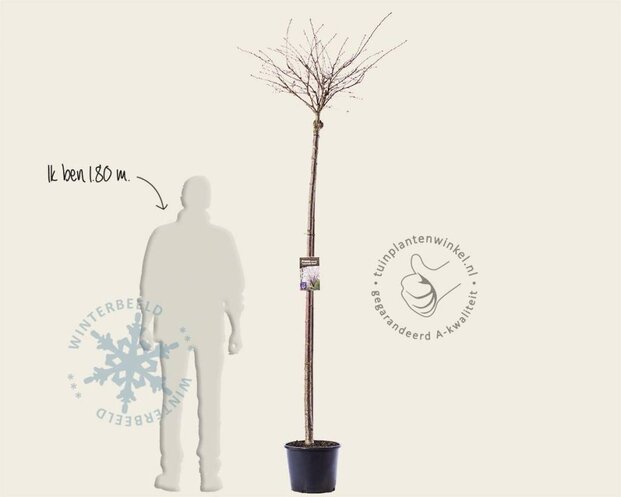Prunus subhirtella 'Autumnalis Rosea' - 180 cm stam