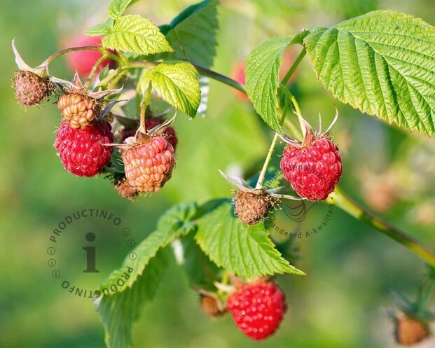 Rubus idaeus 'Malling Promise'