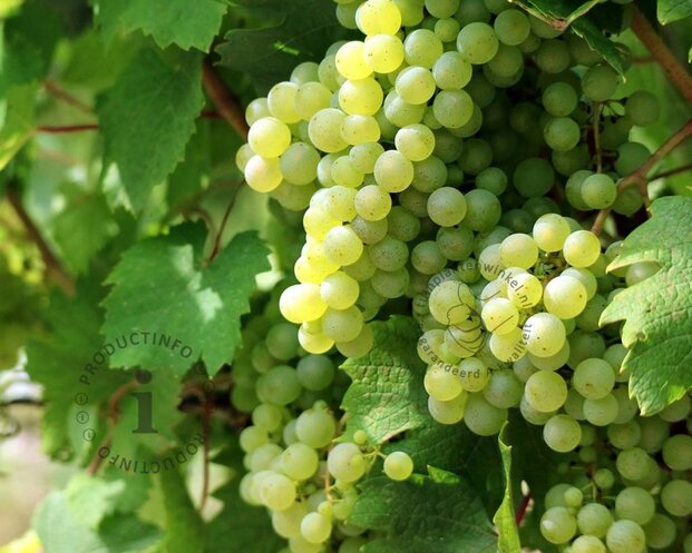 Vitis 'Vroege van der Laan' - XL