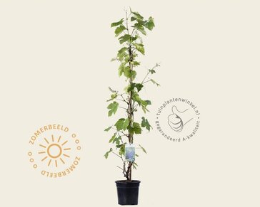 Vitis vinifera 'Boskoop Glory'