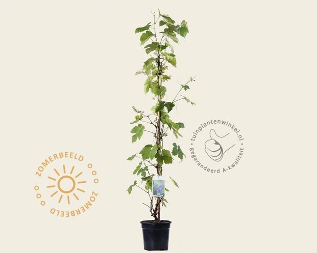 Vitis vinifera 'Boskoop Glory'