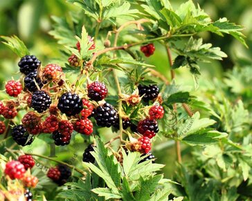 Rubus fruticosus 'Thornless Evergreen'