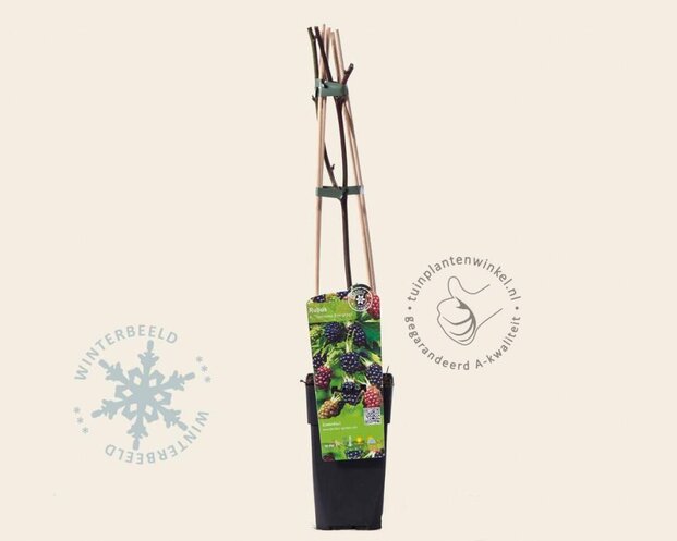 Rubus fruticosus 'Thornless Evergreen'