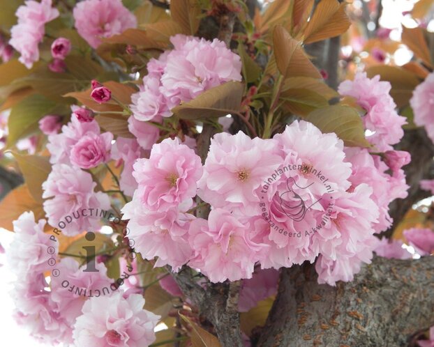 Prunus serrulata 'Kanzan'