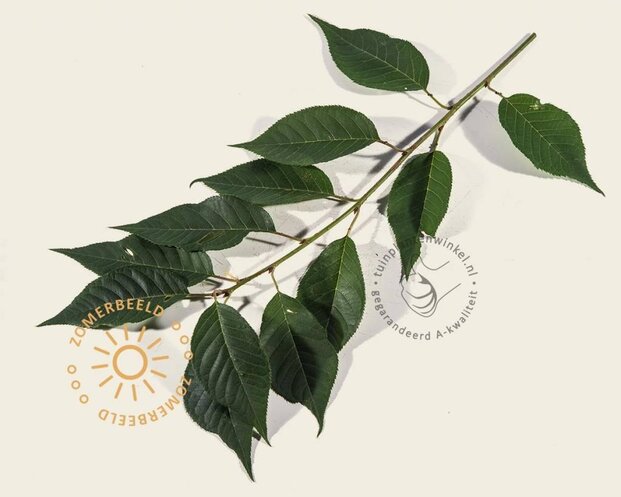 Prunus serrulata 'Kanzan'