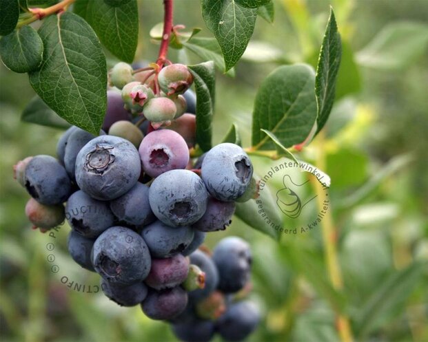 Vaccinium corymbosum 'Brigitta Blue'
