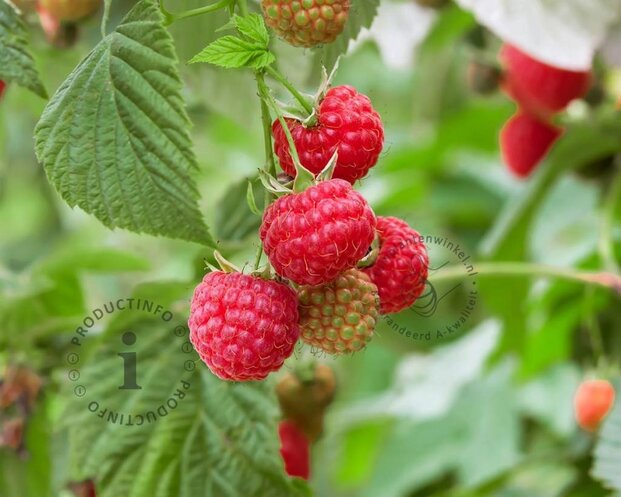 Rubus idaeus 'Autumn Bliss'