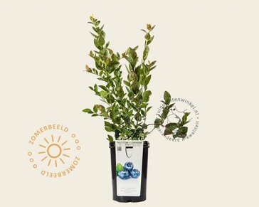 Vaccinium corymbosum 'Bluegold'