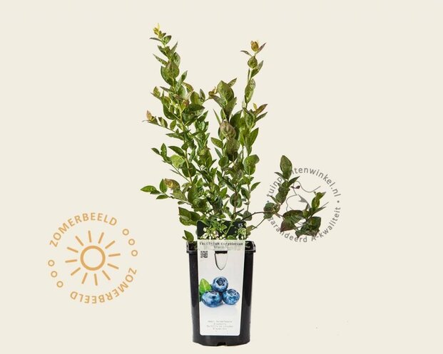 Vaccinium corymbosum 'Bluegold'