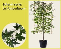 Lei-Amberboom - Scherm