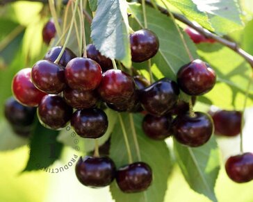 Prunus avium 'Kordia' - mini
