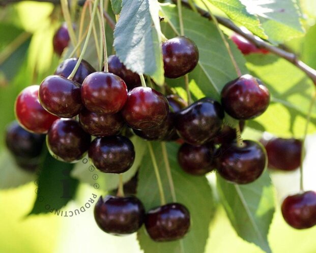 Prunus avium 'Kordia' - mini