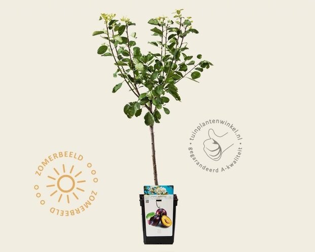 Prunus domestica 'Opal' - mini