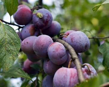 Prunus domestica 'Opal' - mini