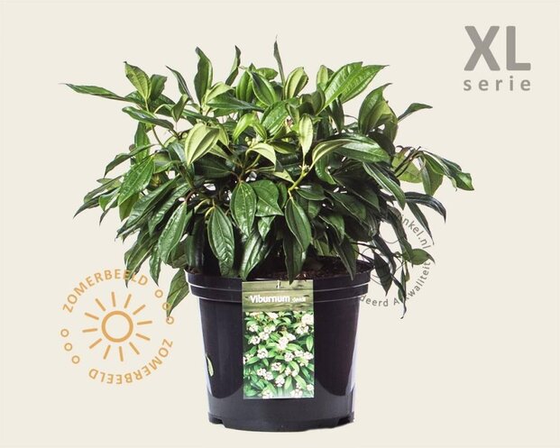 Viburnum davidii - XL