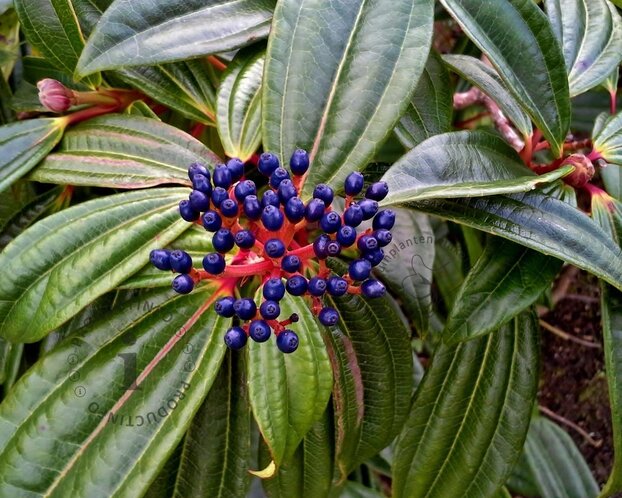 Viburnum davidii - XL