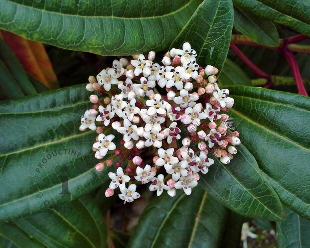 Viburnum davidii - XL