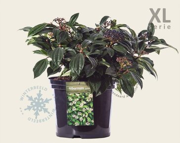 Viburnum davidii - XL