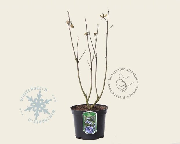 Hibiscus syriacus 'Oiseau Blue'