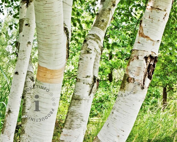 Betula utilis 'Doorenbos'