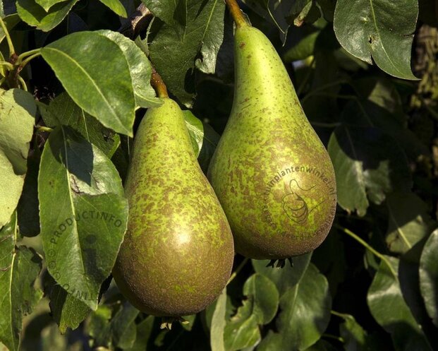 Pyrus communis 'Conference' - laagstam