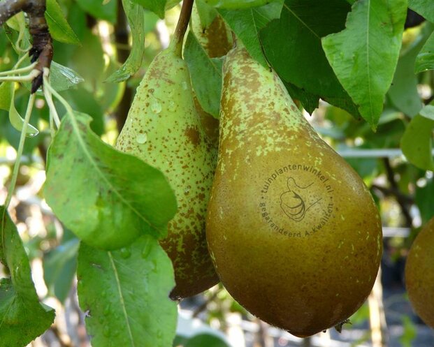 Pyrus communis 'Conference' - laagstam