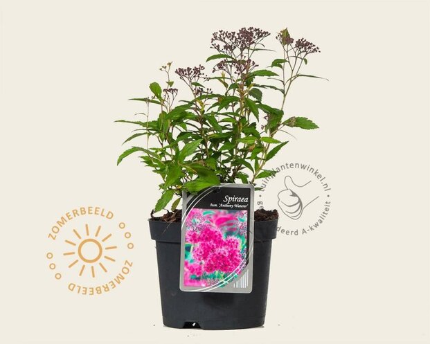 Spiraea japonica 'Anthony Waterer'