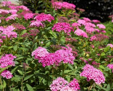 Spiraea japonica 'Anthony Waterer'