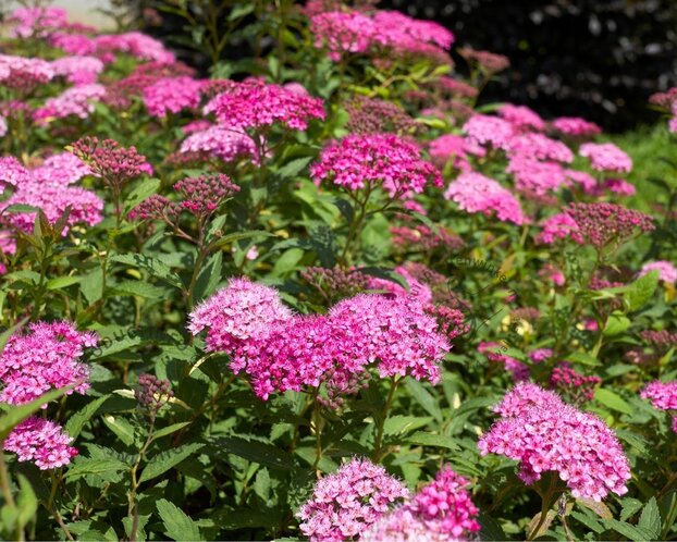 Spiraea japonica 'Anthony Waterer'