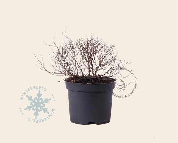 Spiraea japonica 'Anthony Waterer'