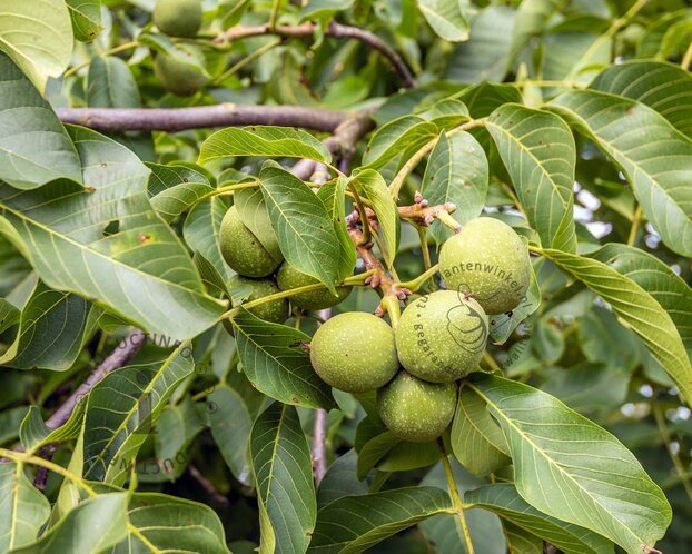 Juglans regia 'Broadview' - hoogstam