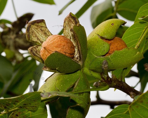 Juglans regia 'Broadview' - hoogstam