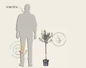 Olea europaea - mini stam