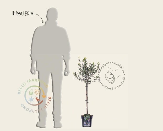 Olea europaea - mini stam