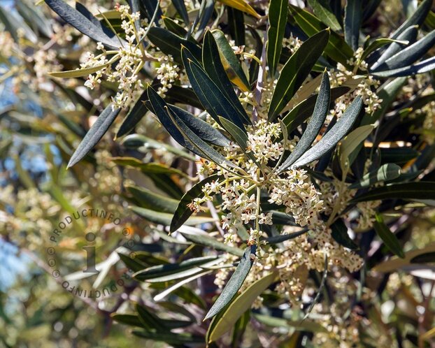 Olea europaea - mini stam
