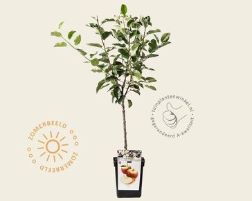 Malus domestica 'Elstar' - mini