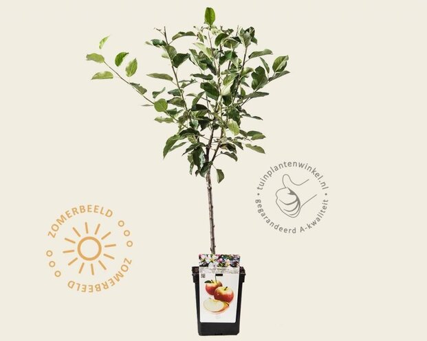 Malus domestica 'Elstar' - mini