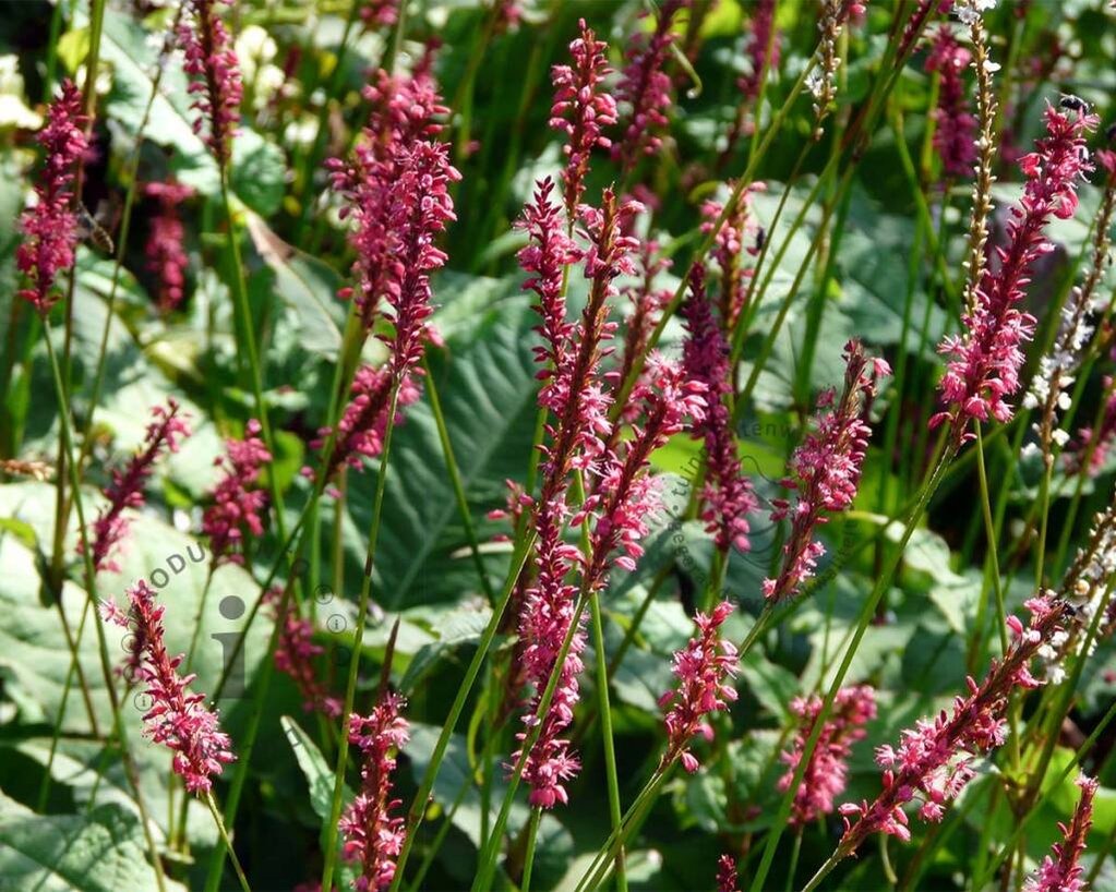 Persicaria amplexicaulis 'Speciosa'