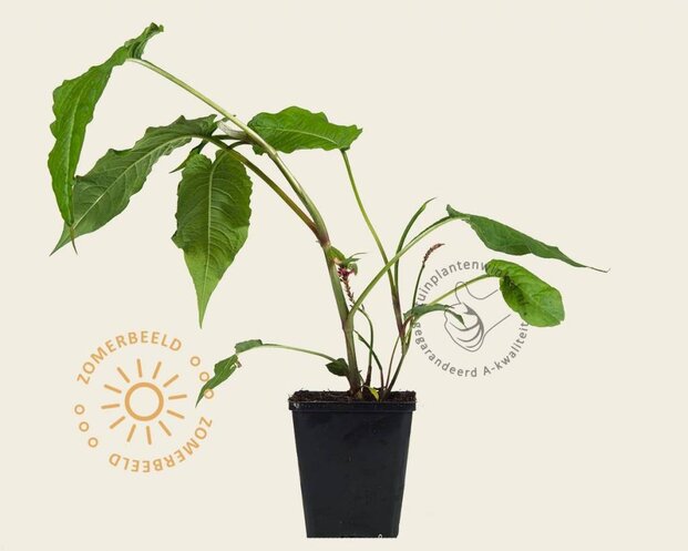 Persicaria amplexicaulis 'Speciosa'