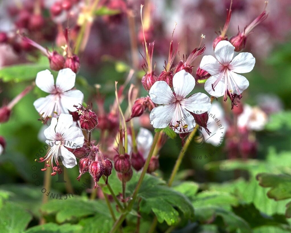 Geranium macrorrhizum 'Spessart'