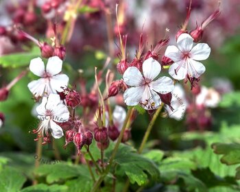 Geranium macrorrhizum 'Spessart'