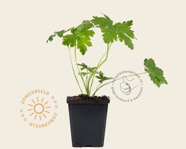Geranium macrorrhizum 'Spessart'