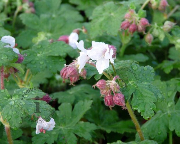 Geranium macrorrhizum 'Spessart'