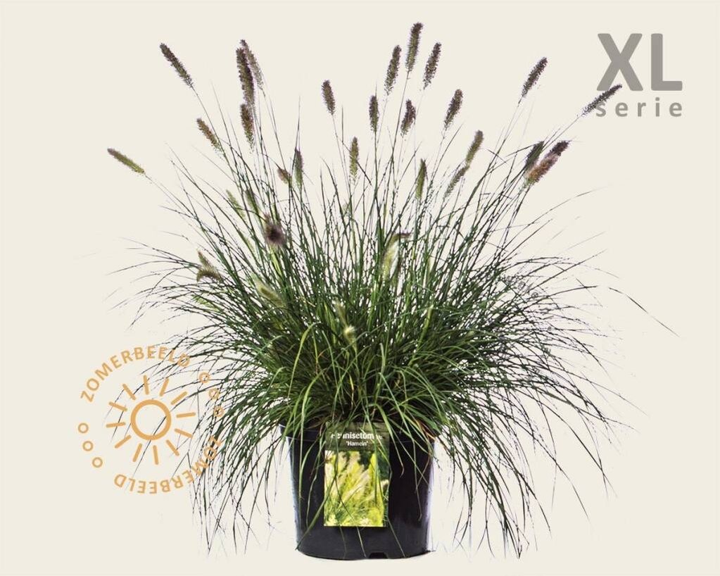 Pennisetum alopecuroides 'Hameln' - XL