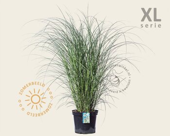 Miscanthus sinensis 'Gracillimus' - XL