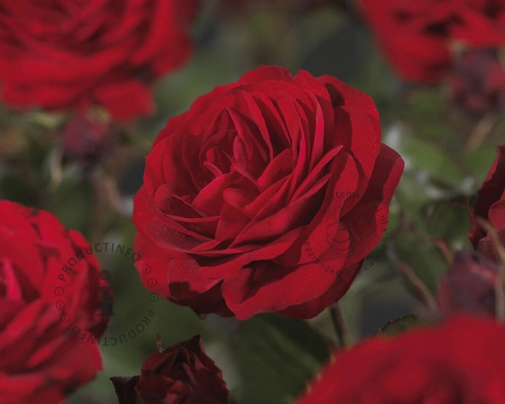 Rosa 'Paul's Scarlet Climber'