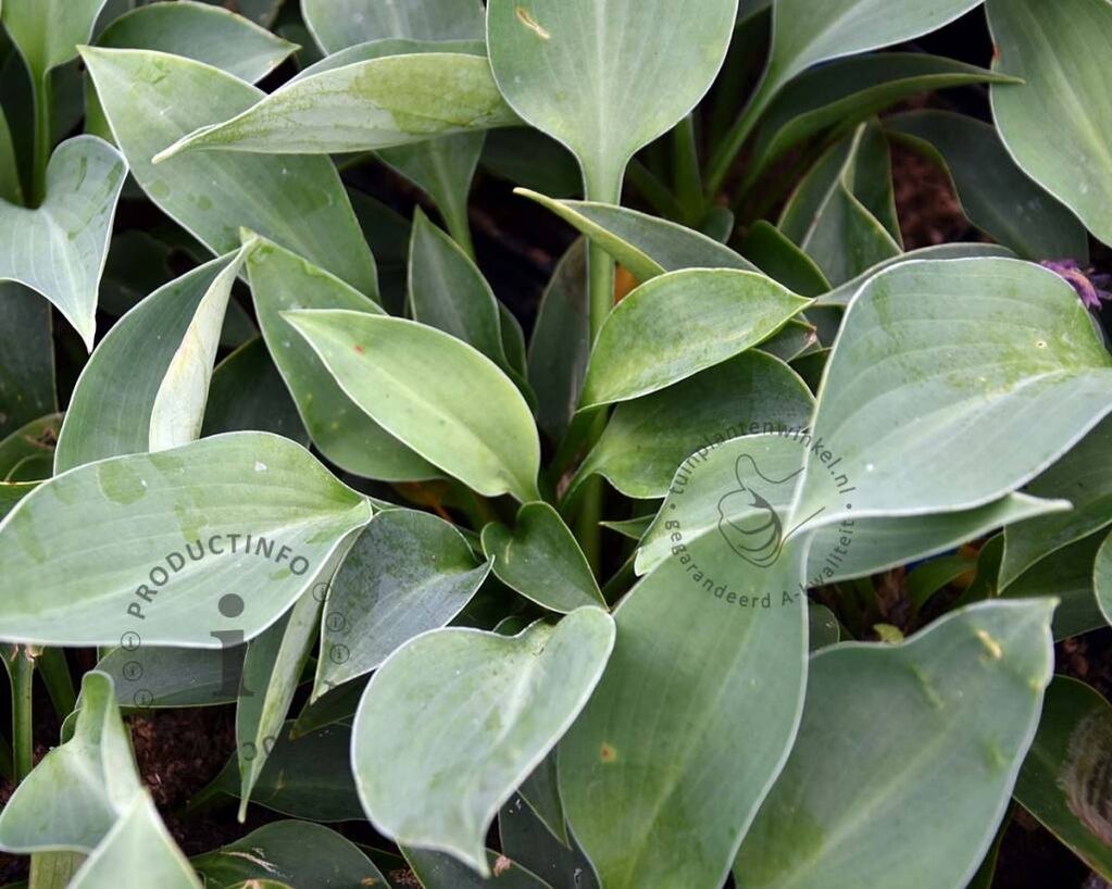 Hosta 'Blue Cadet'