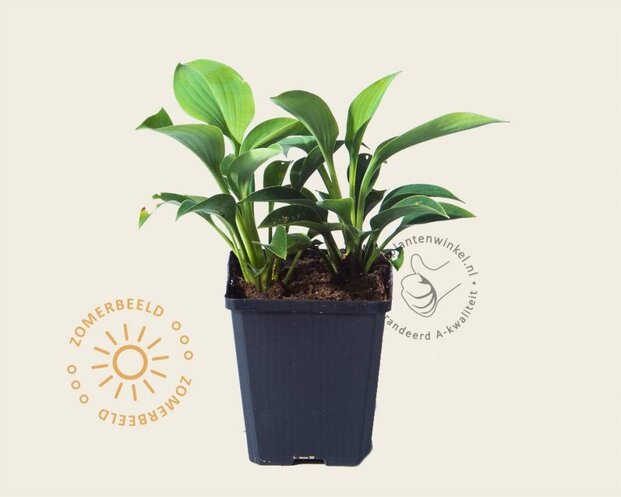 Hosta 'Blue Cadet'
